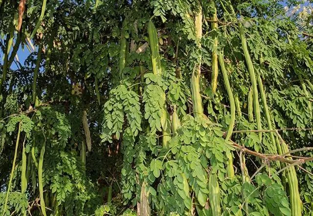 Amla